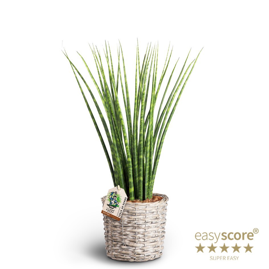 Basket, Sansevieria ´Fernwood´, D 19
