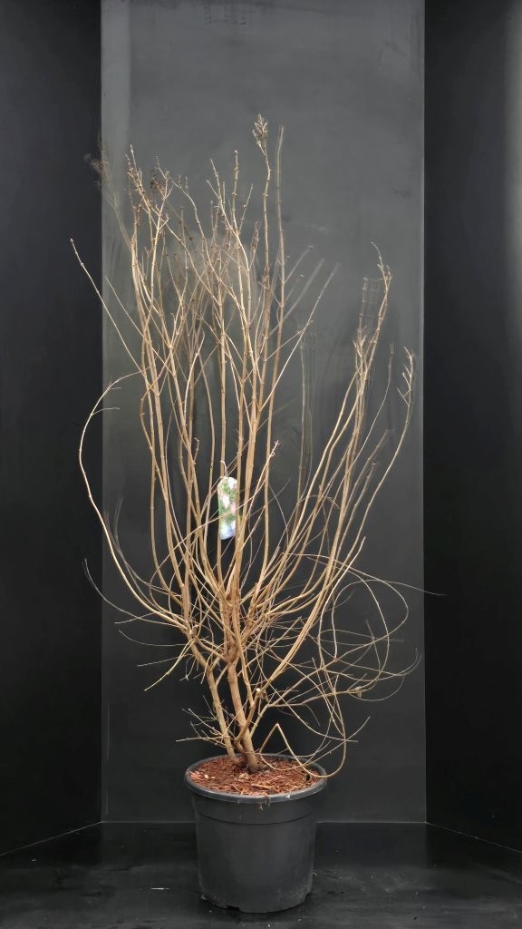 Syringa microphylla 'Superba', D 38