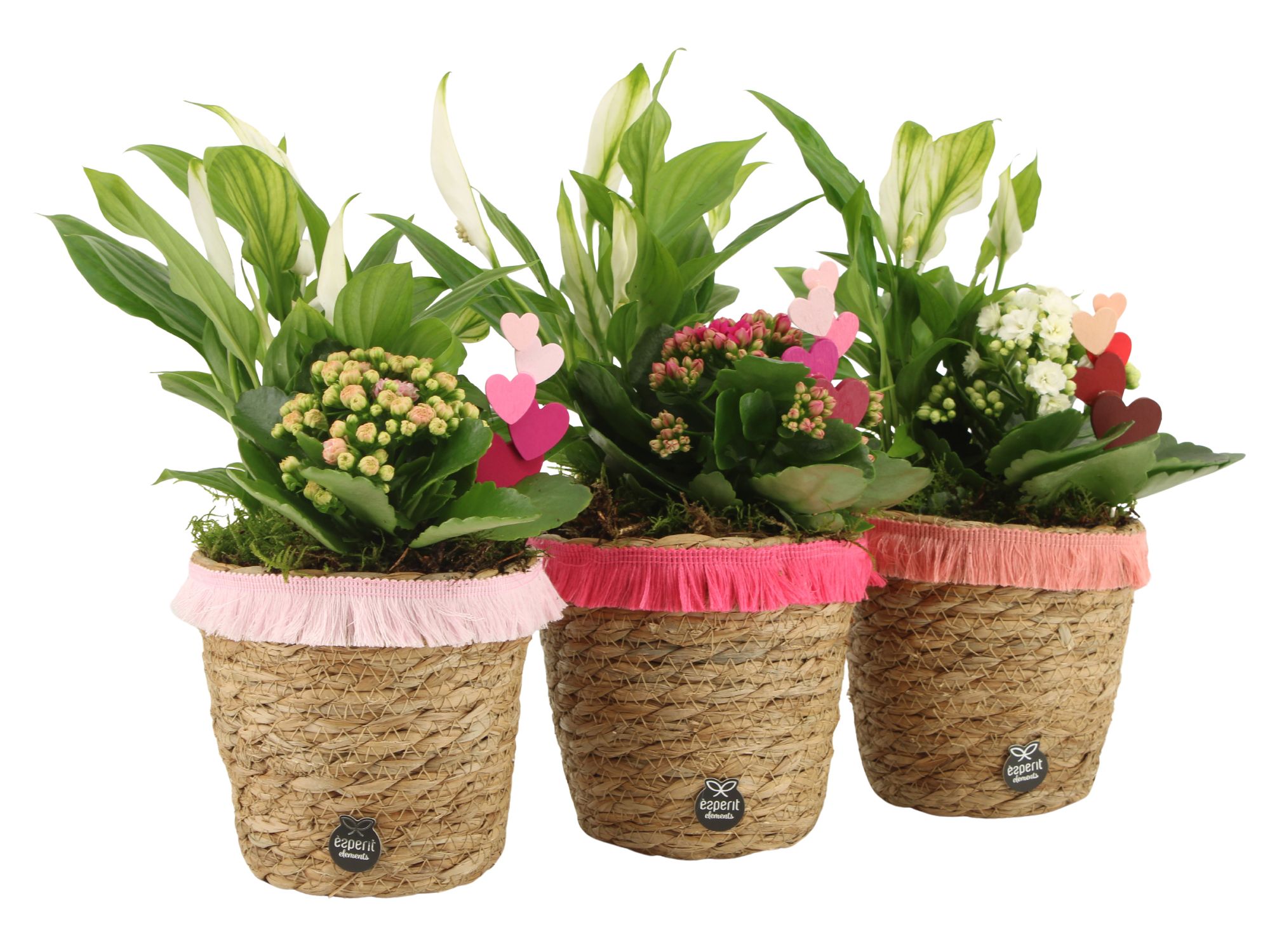 21840: Lovess arrangement, D 13