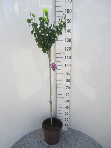 Hibiscus syr. Woodbridge 100st. P28, D 28