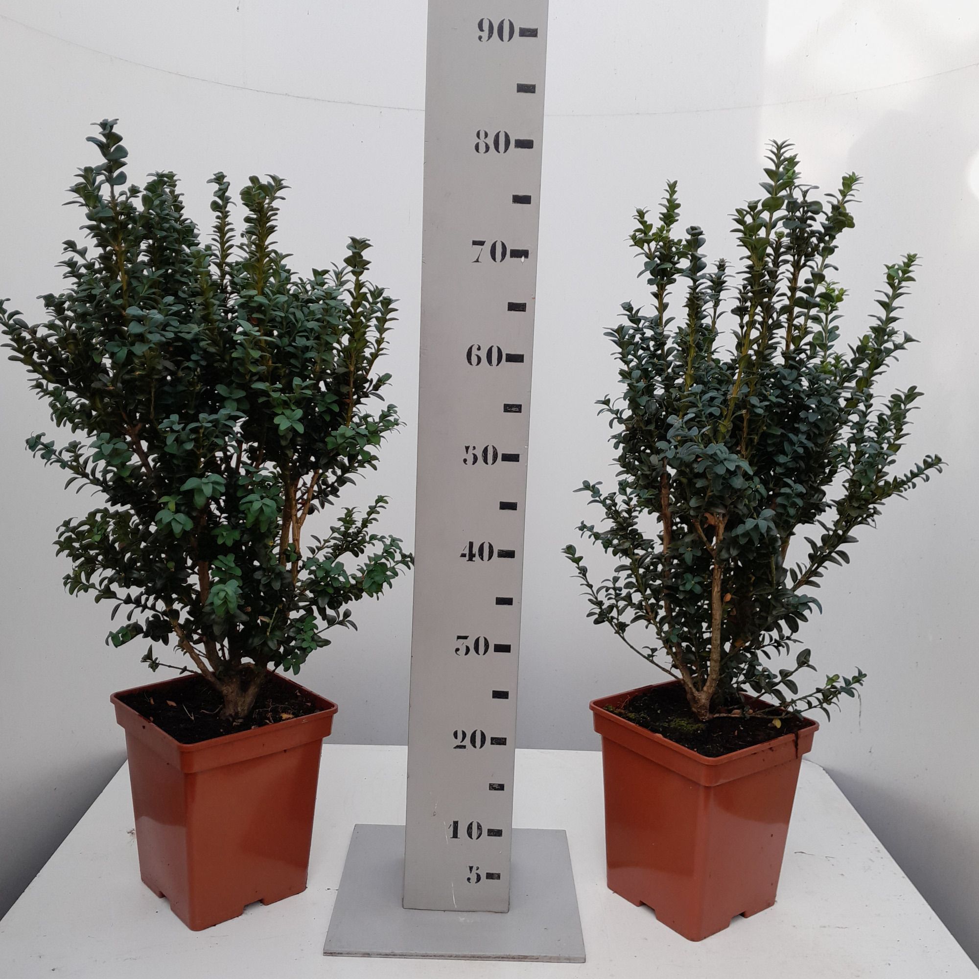 Buxus sempervirens 'Handsworthiensis' 50-60 struik, D 19