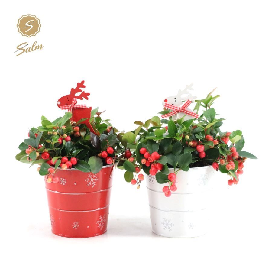 Gaultheria pr. 'Big Berry'® P12 in Zinc X-mas Duo + Reindeer, D 14 cm