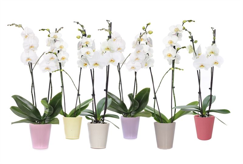 Zoe p12 dots mix Phal white 2T14+, D 12 cm