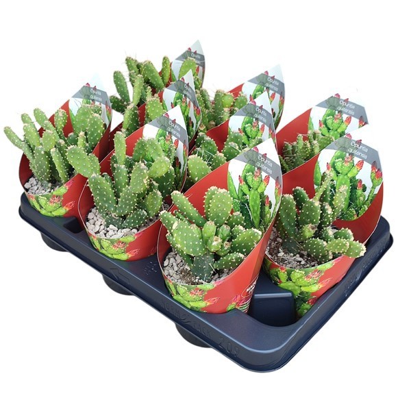 OPUNTIA QUITENSIS - POT Ø 10,5 WITH POTCOVER (CACTUS), D 10,5