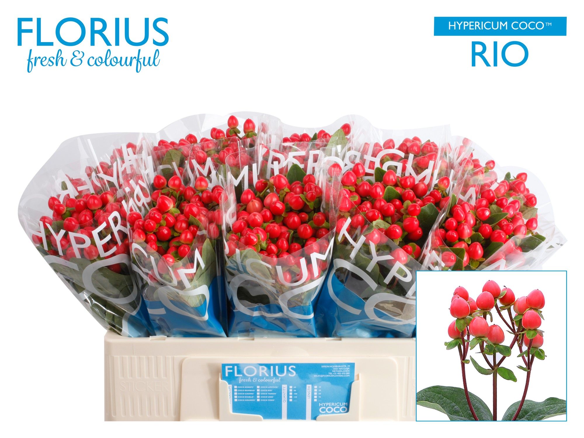 Гипперикум Коко Рио 50, шт.