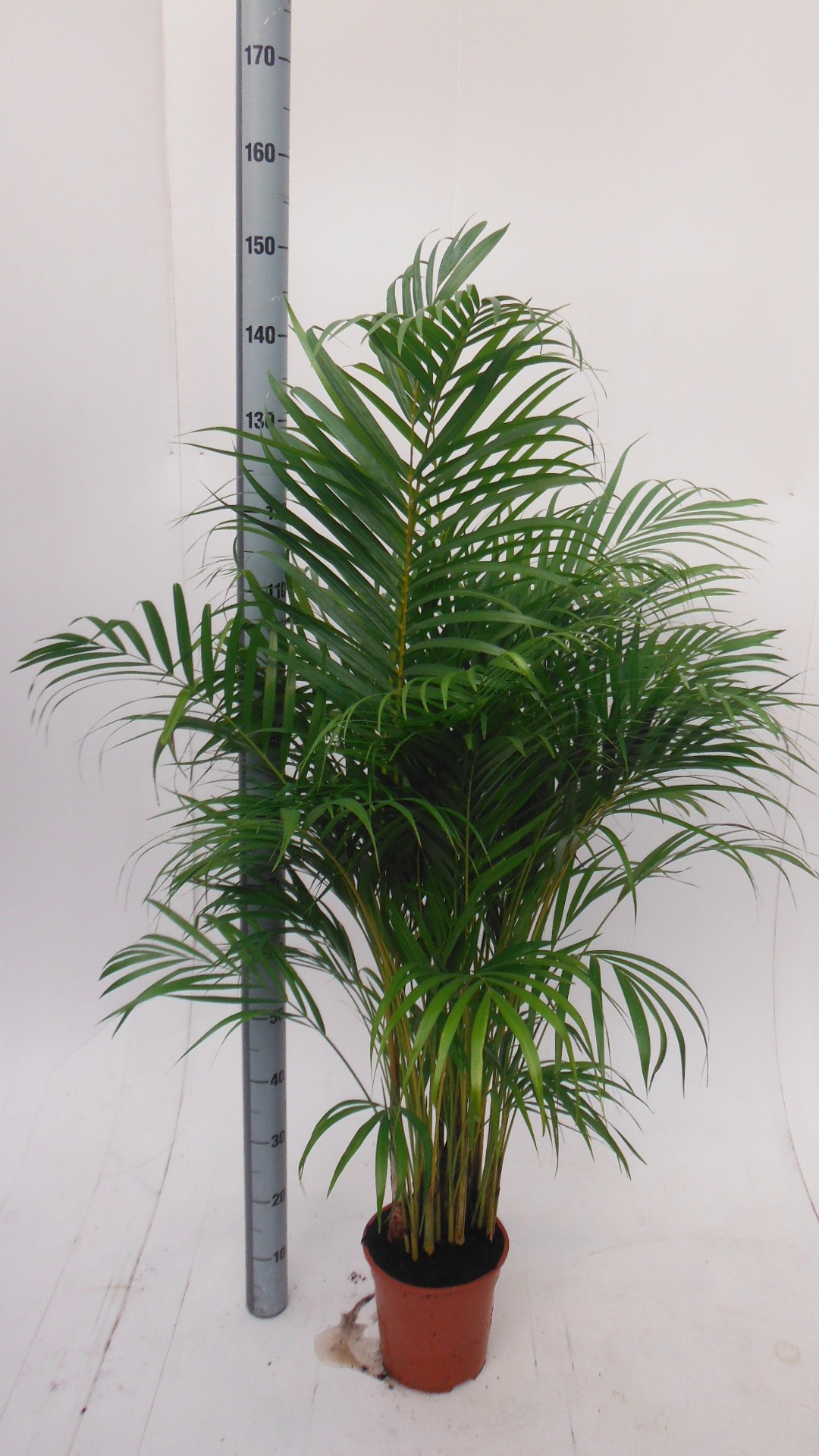 dypsis lutescens, D 27 cm dypsis lutescens, D 27 cm