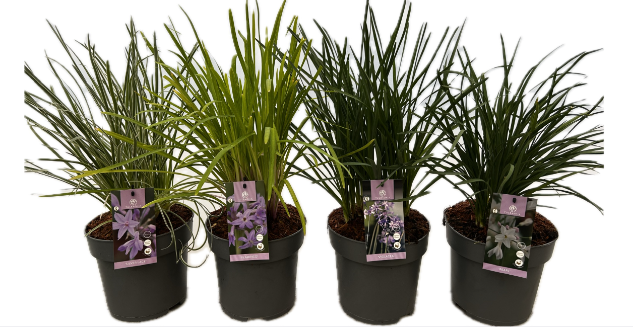 Tulbaghia 'Special Cultivar Mix P22', D 22