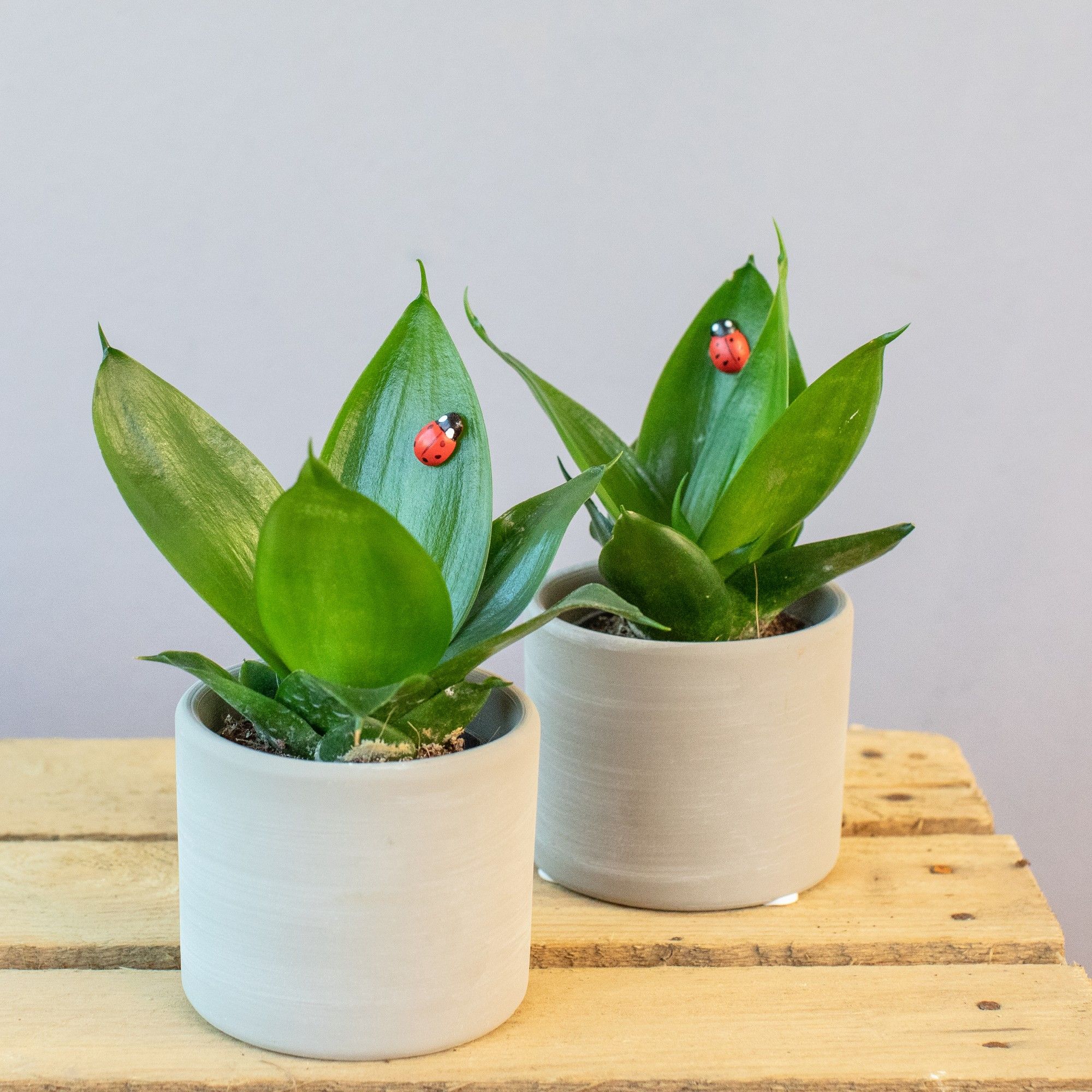 Ladybug Creations 6 cm, D 7