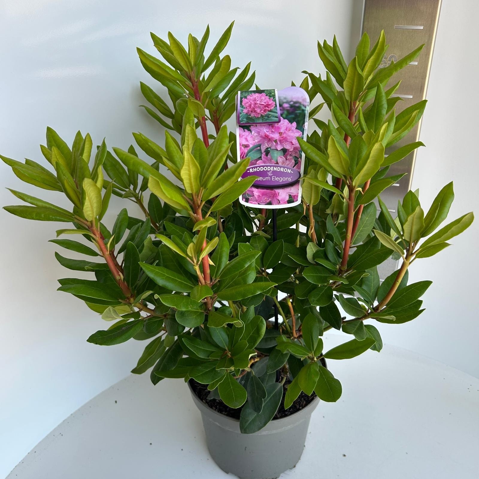 Rhododendron 'Roseum Elegans', D 23