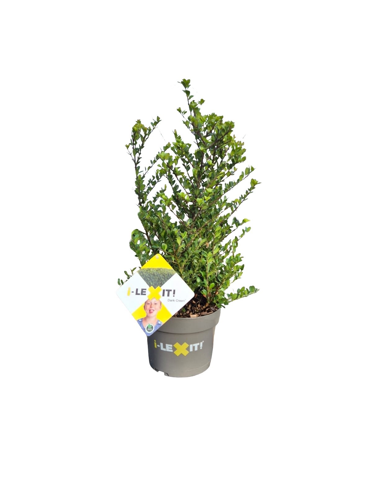 Ilex crenata Dark Green, P19, Struik 30-40cm, D 19