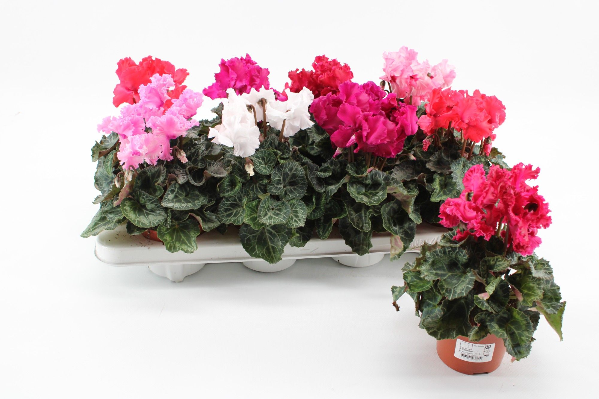 Cyclaam Merenque Mix, D 10,5 cm