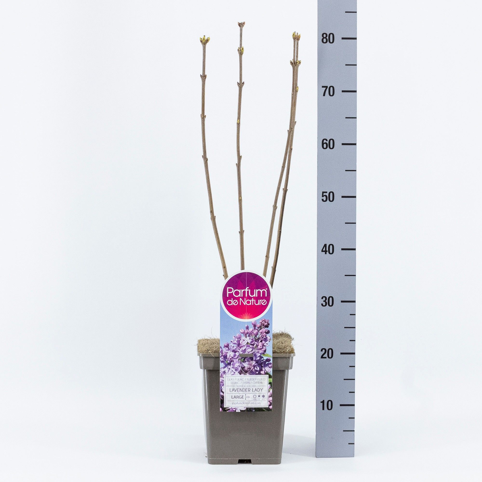 Syringa vul. Lavender Lady, C5, D 23