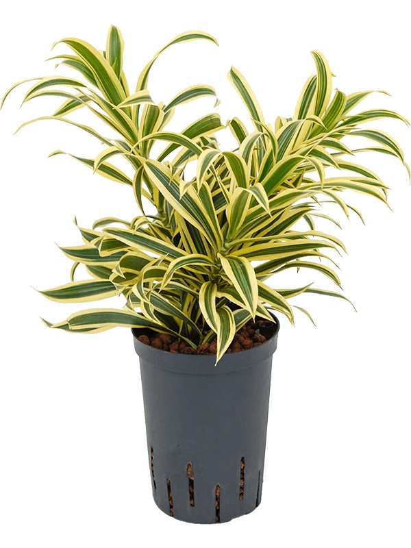 Pleomele (Dracaena) reflexa 'Song of India', D 15 cm