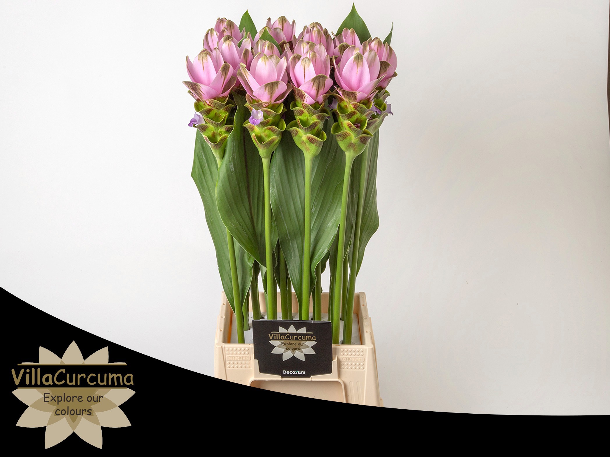 Куркума Сиам Шэдоу Пинк 70, шт. Куркума Сиам Шэдоу Пинк 70, шт.