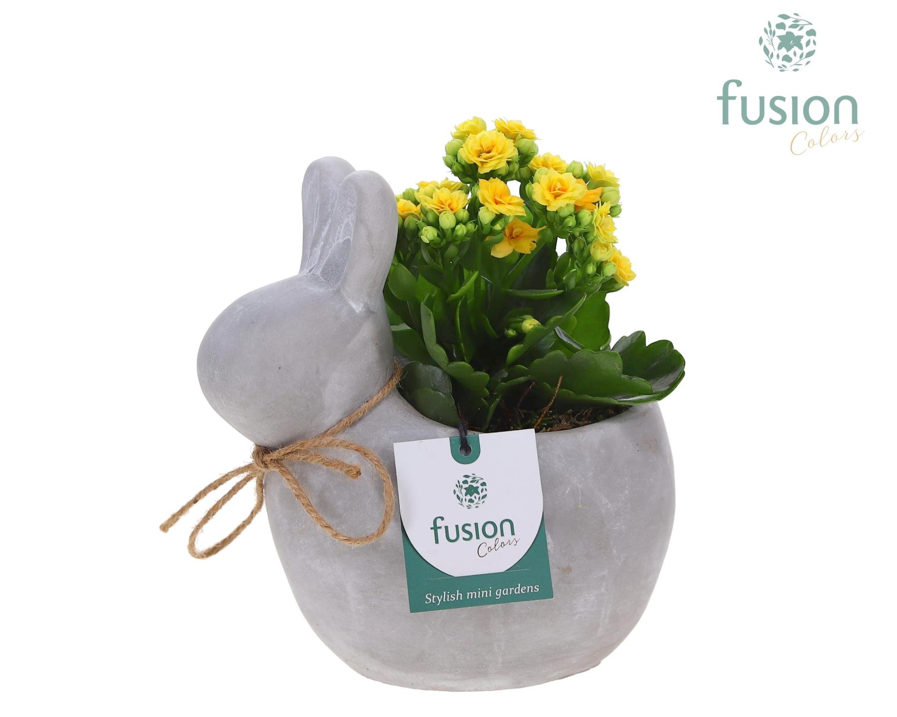 Pot Cement Haas met Kalanchoe, D 19 cm