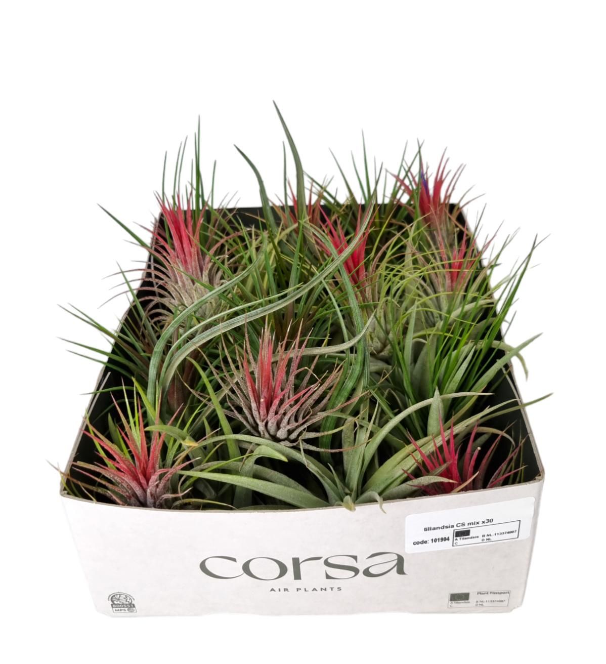 Tillandsia CS mix X30, D 6