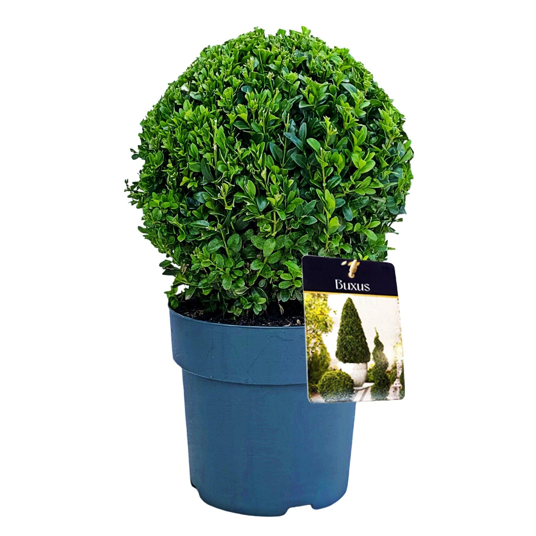Buxus semp. Bol 23-25 cm c4/p21, D 21 cm