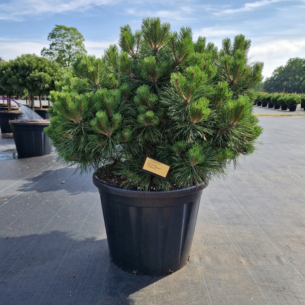 Pinus nigra 'Brepo'®, D 65 cm