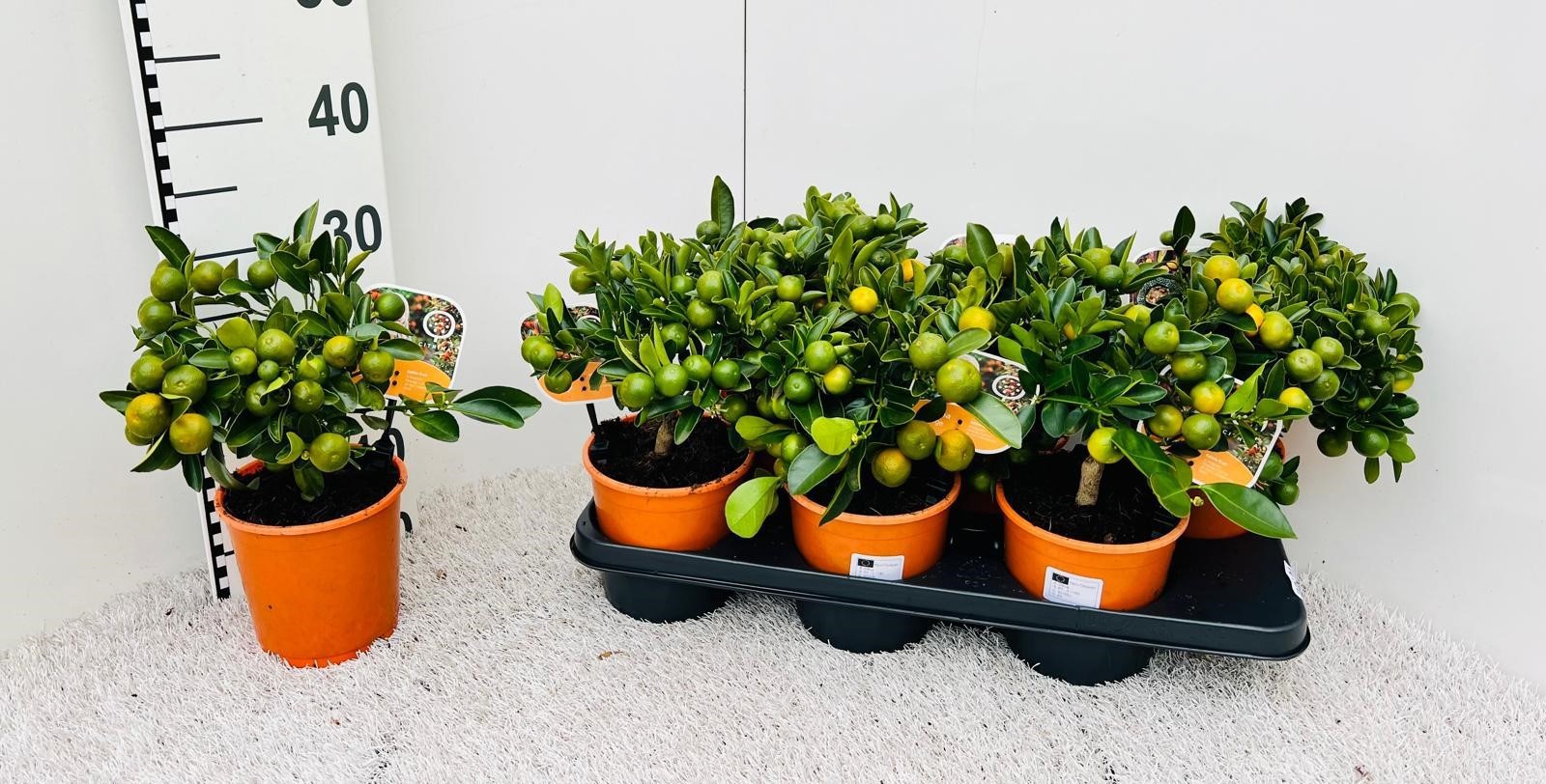 Citrus Calamondin medium-stem (s2), D 14