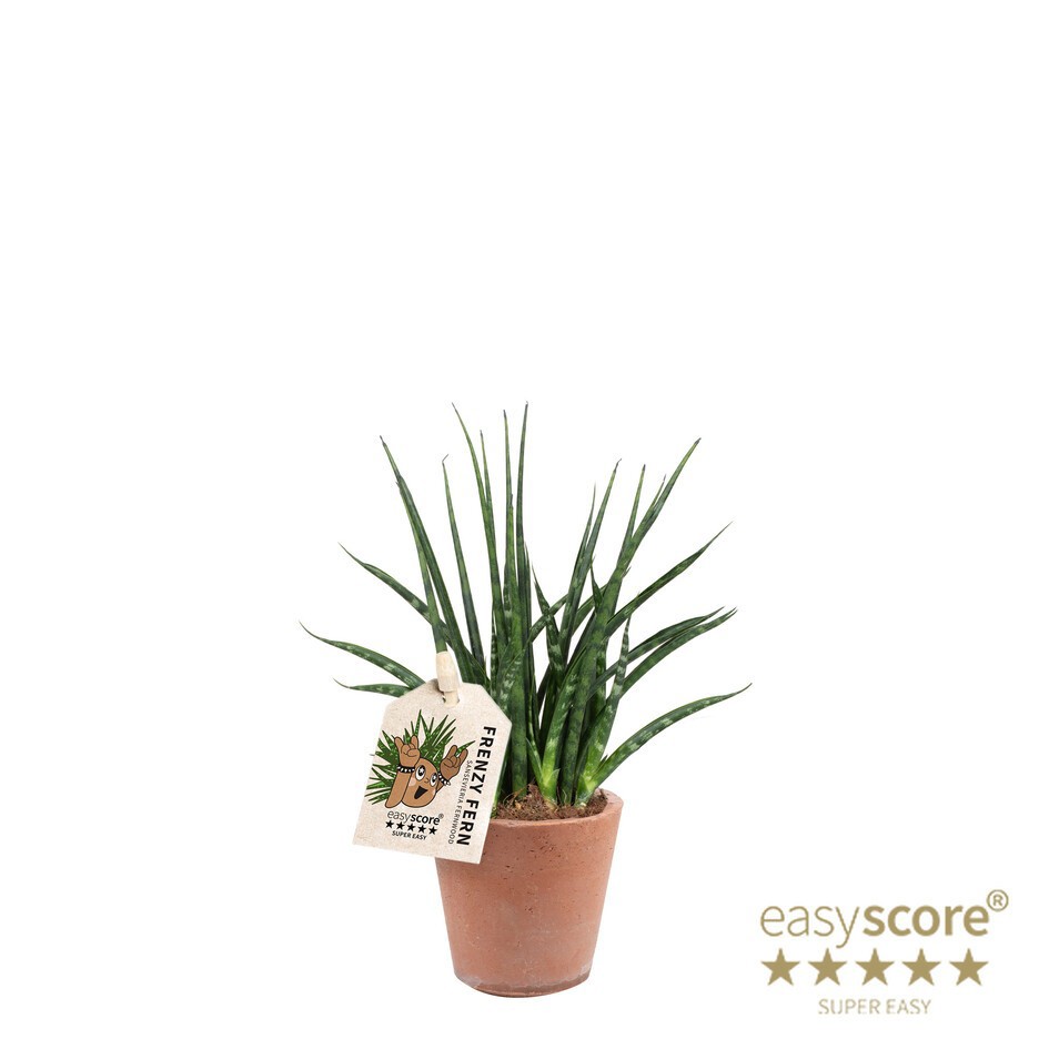 SANSEVIERIA PARVA 40632583 Ter Pot Francisii, D 7 cm