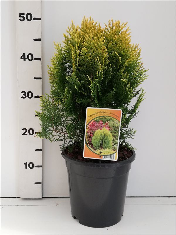 Thuja orient. 'Aurea Nana', D 19