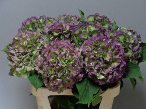 Гортензия Верена Блю Классик 60, шт. Гортензия Верена Блю Классик 60, шт.