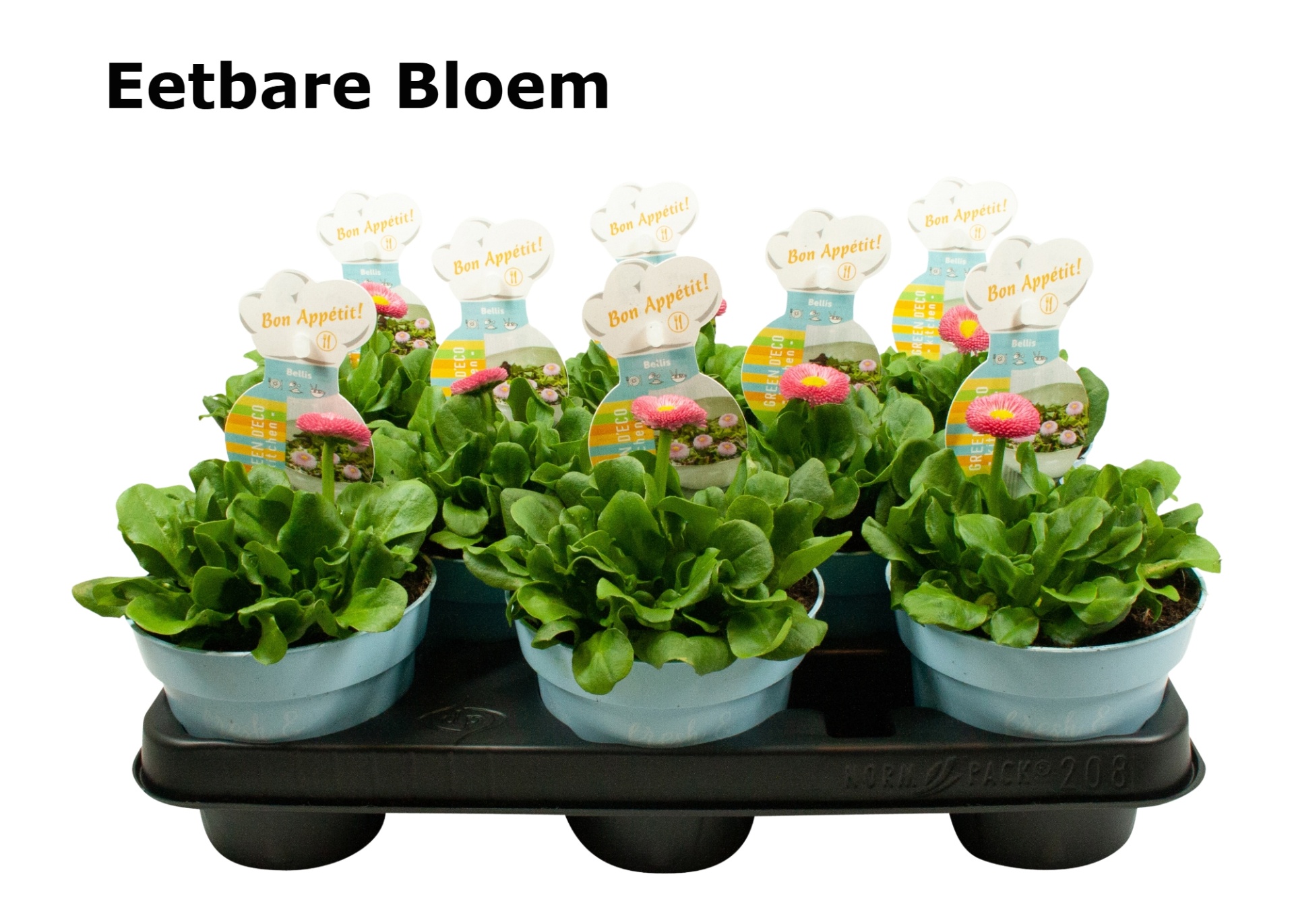 Bellis rosé eetbare bloem, D 12