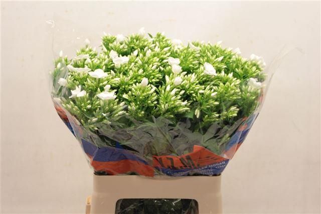 Флокс Вайт Кэп 60, шт.