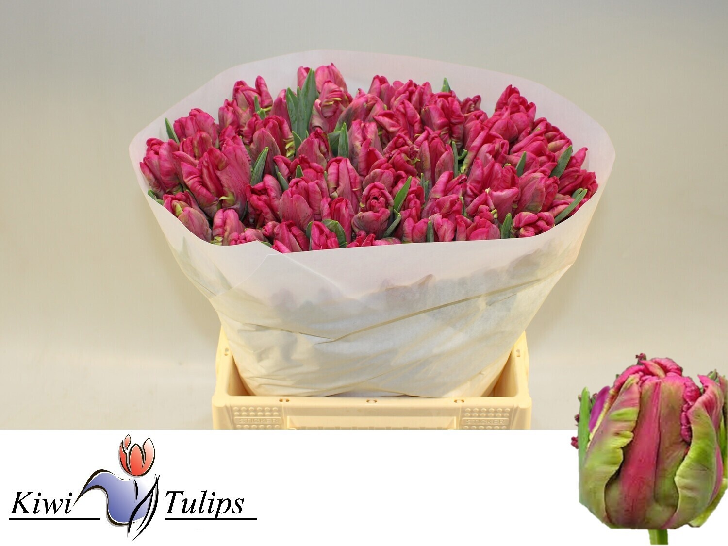 Тюльпан Пэррот Цериз Пэррот (ярко-роз.), шт.