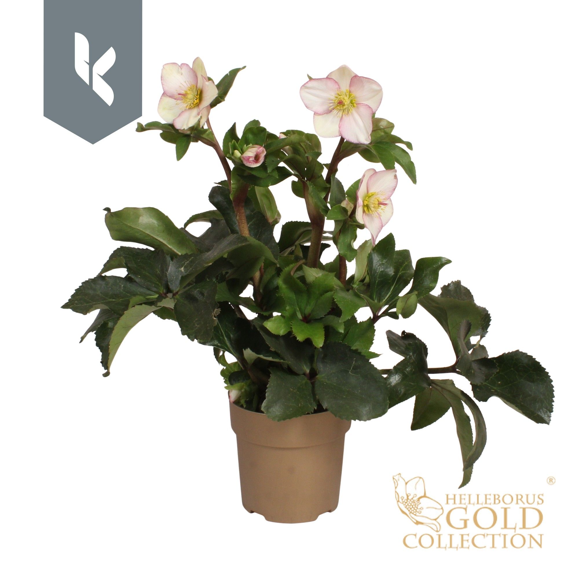 HGC Helleborus Ice N Roses Picotee in goud, D 15