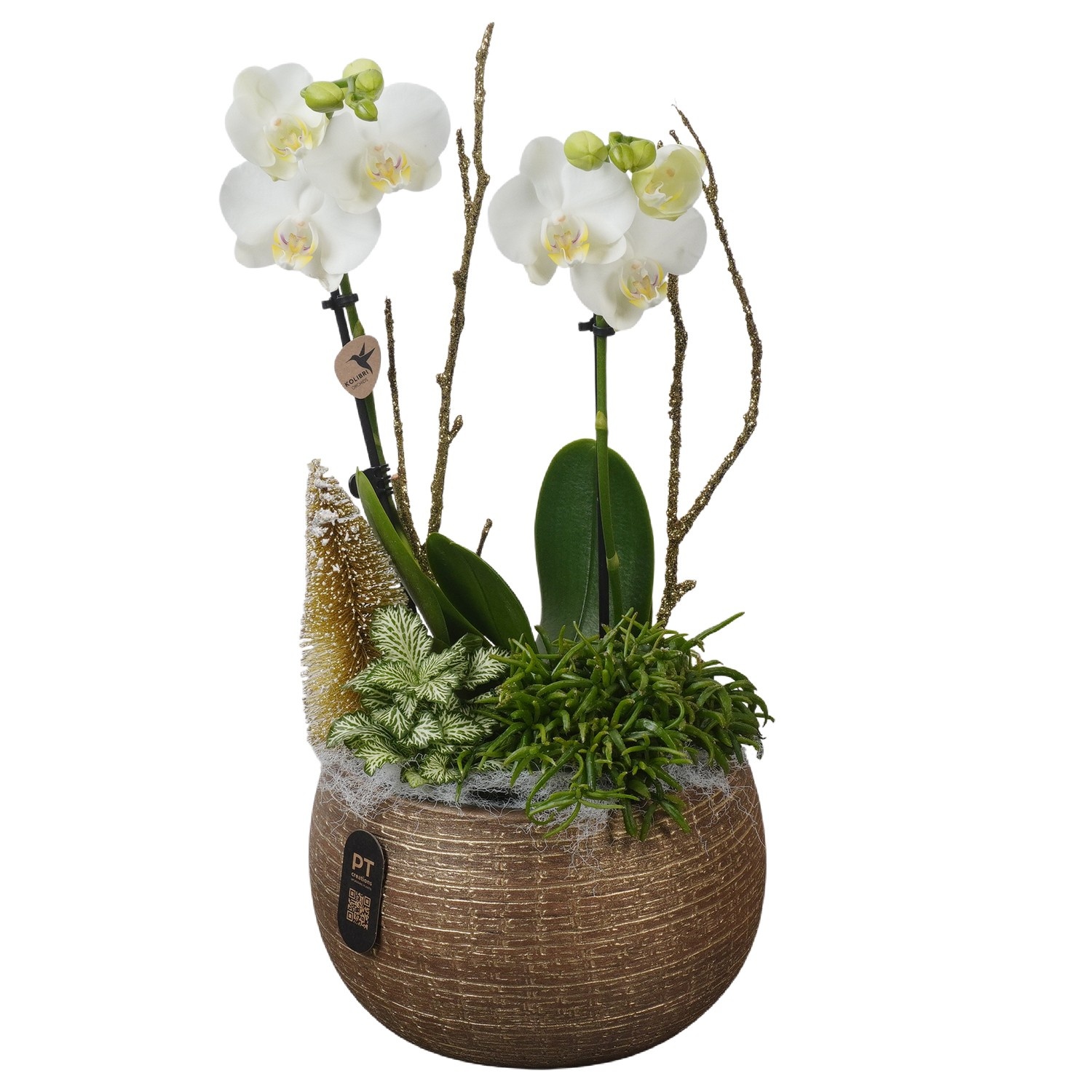 PTPCE3603 Arrangement Phalaenopsis Christmas Exclusive in keramiek schaal, D 19 cm