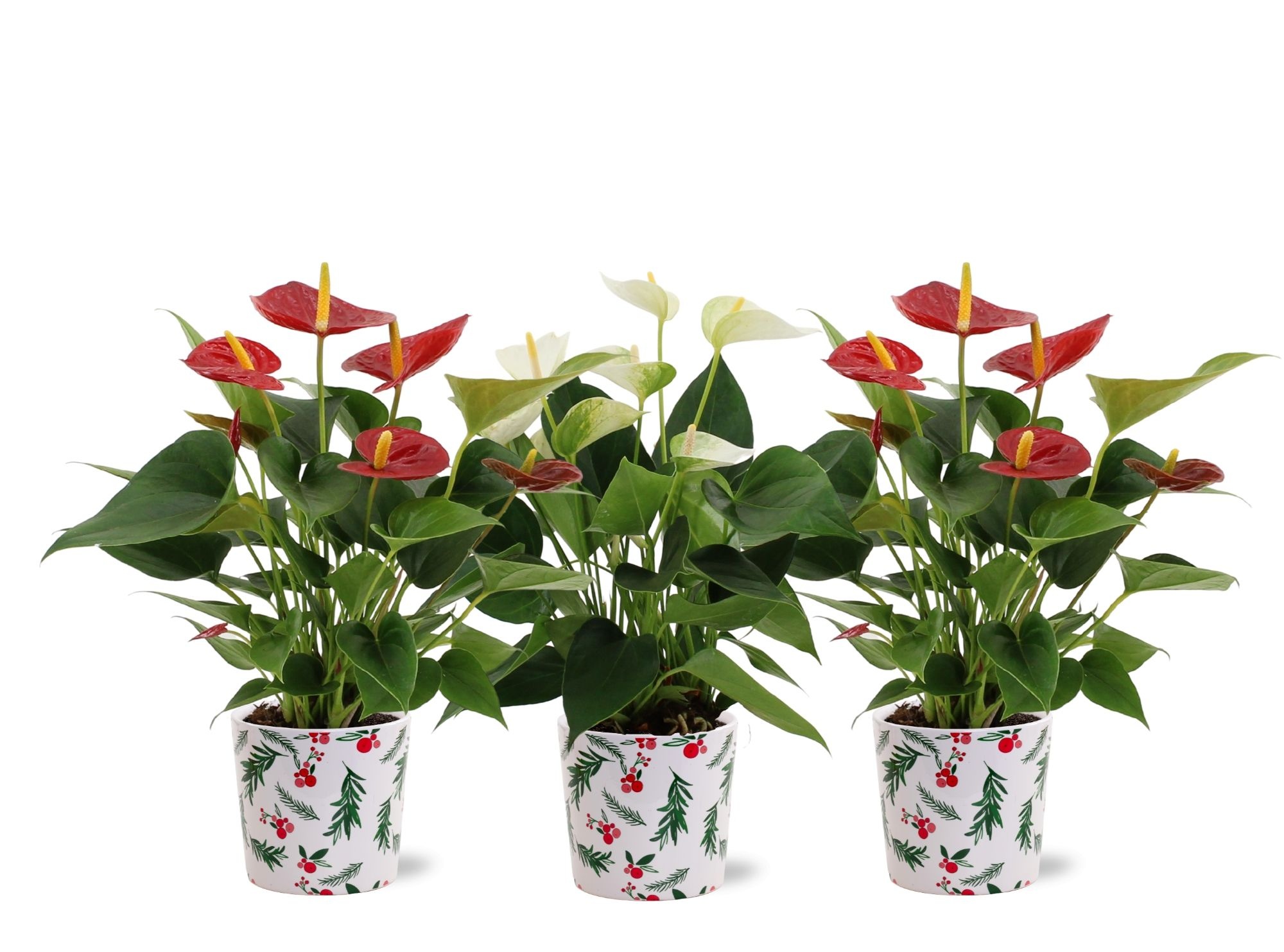 Anthurium Red & White in Noel Holly ceramics, D 12 cm