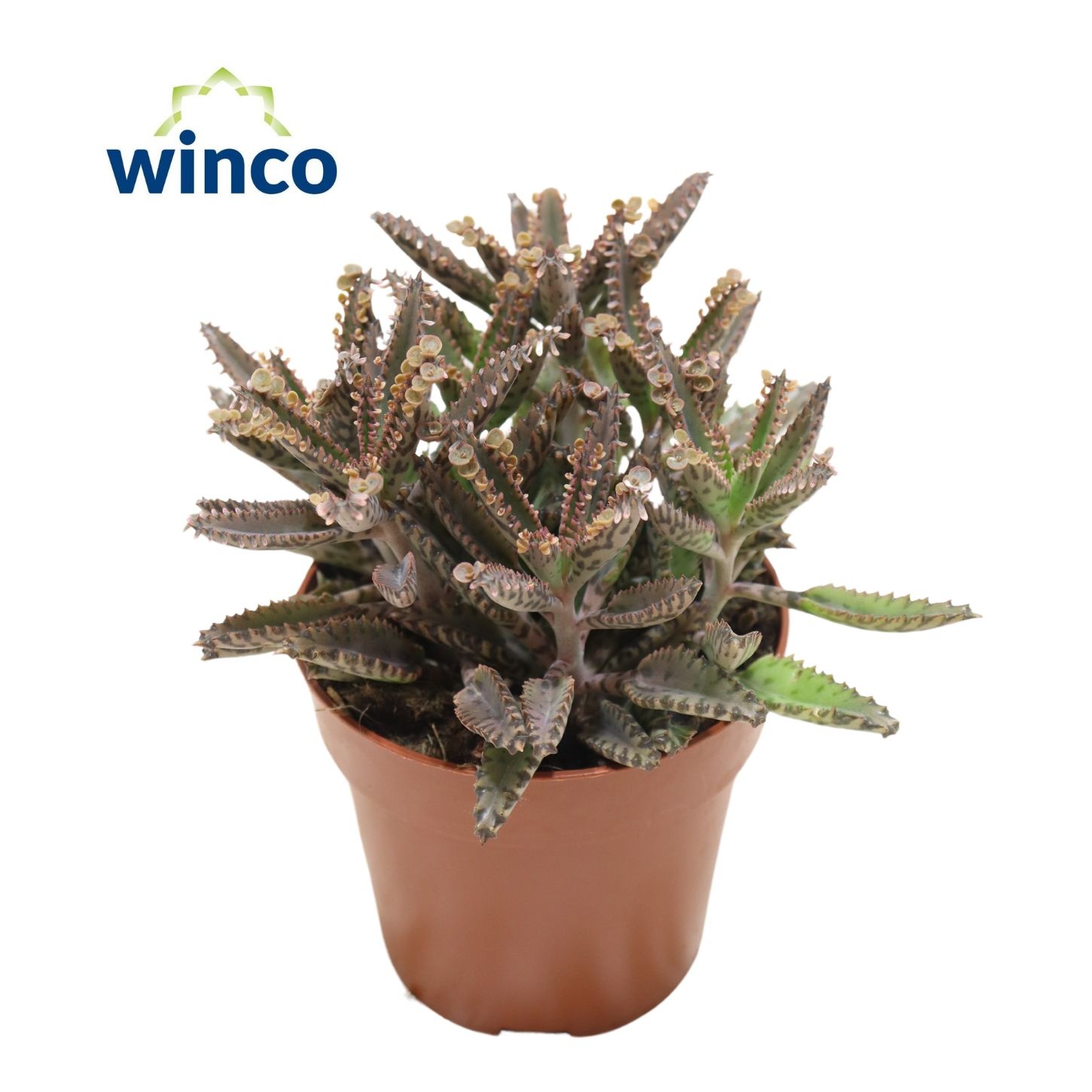 Kalanchoe Daigremontiana "Mother of Thousands", D 8,5 cm