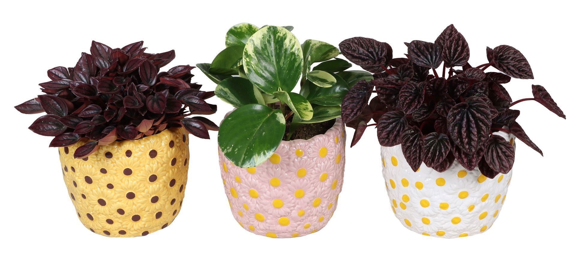 L 66741 with Peperomia Mix 12 cm, D 12 cm