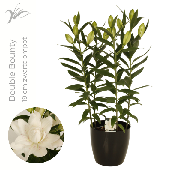 Lilium Double Bounty 19 cm zwarte ompot (or. lelie), D 19 cm Lilium Double Bounty 19 cm zwarte ompot (or. lelie), D 19 cm