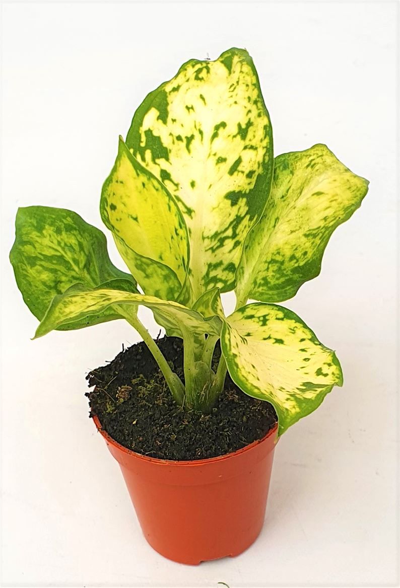 Dieffenbachia 'Amy', D 5,5