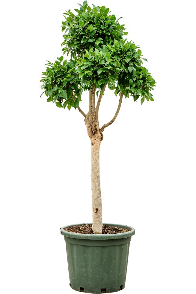 Ficus microcarpa 'Nitida', D 44