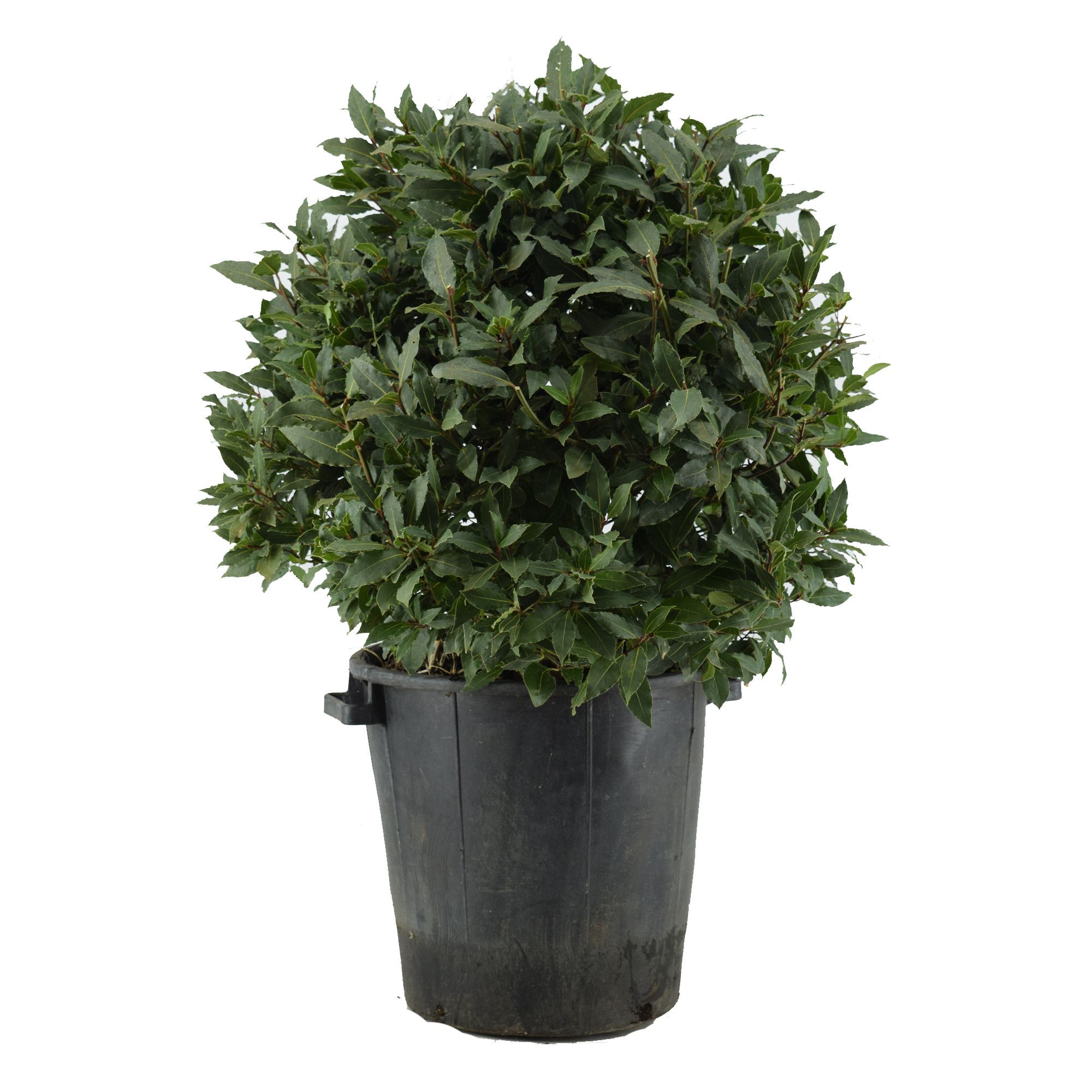Laurus nobilis Bol zonder stam, D 40