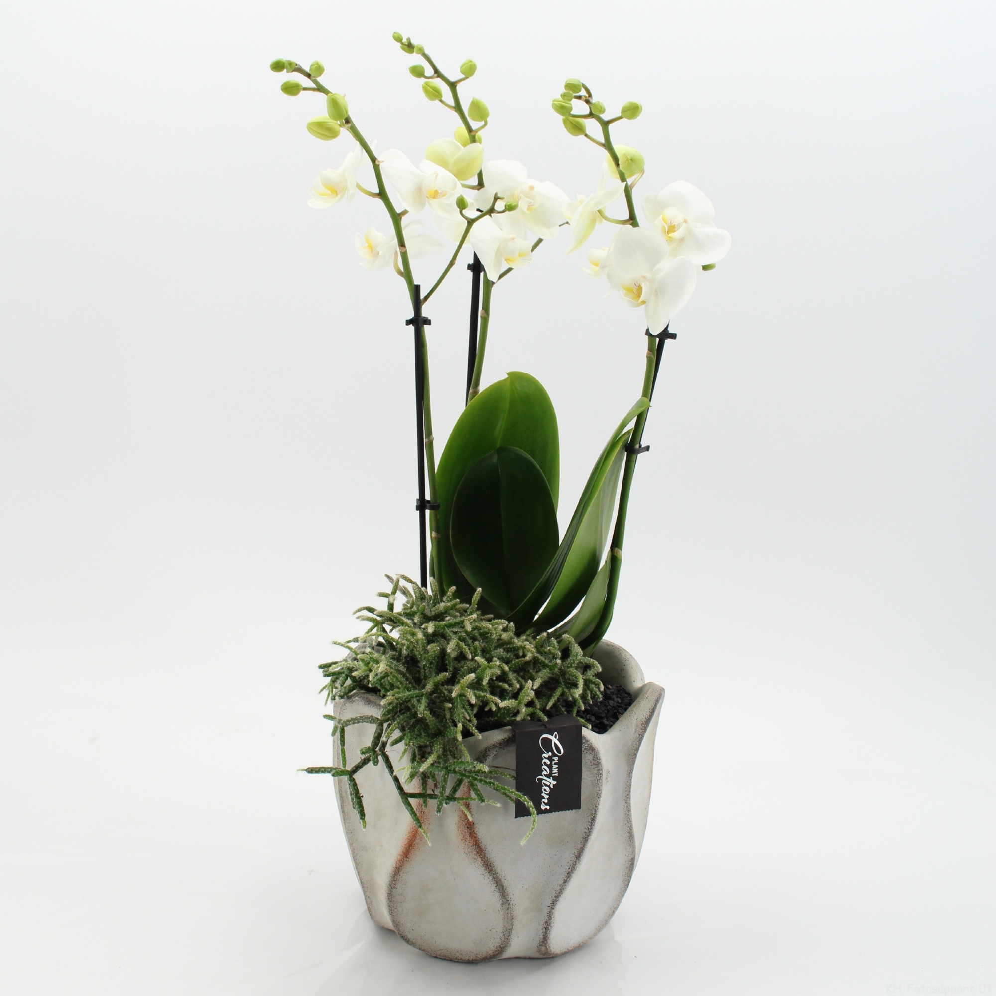 PHAL-2650W Phalaenopsis creatie, D 20