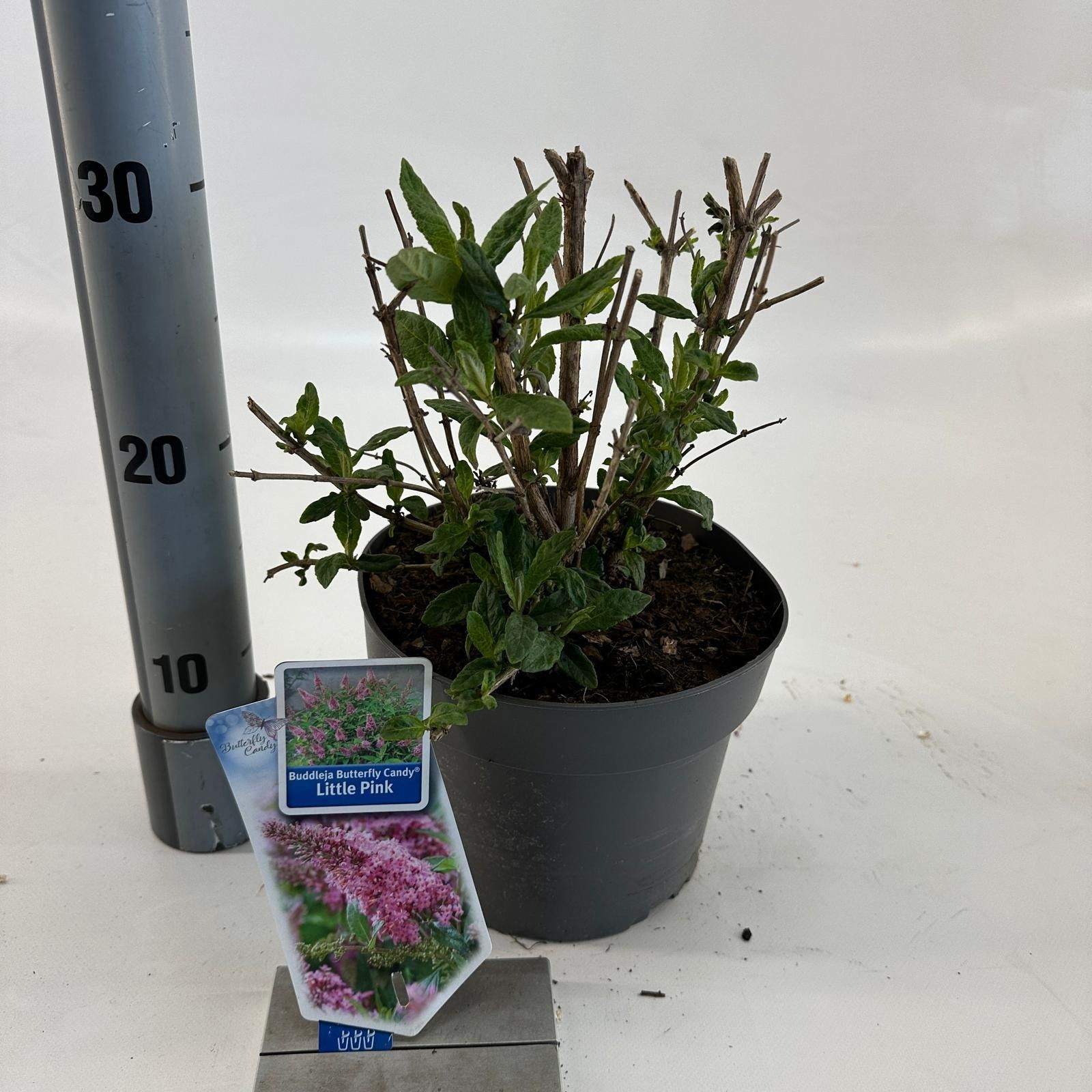 Buddleja d. Butt. Candy® Little Pink ('BotEx 005'PBR), D 19
