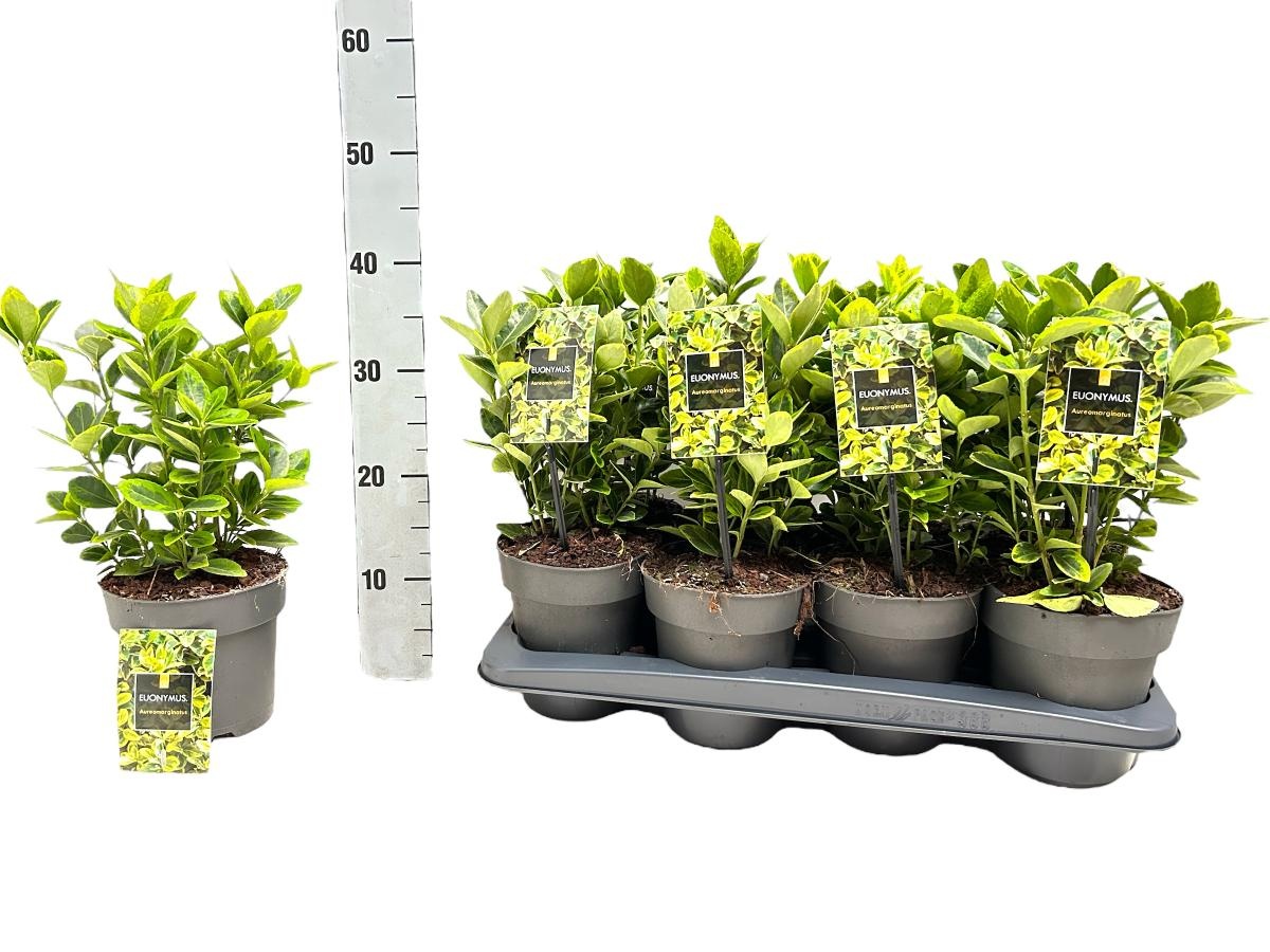 Euonymus jap. 'Aureomarginatus', D 15