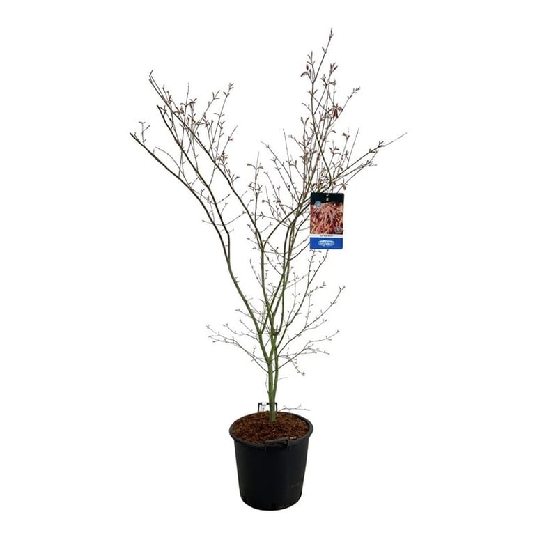 Acer North Wind ®, D 40