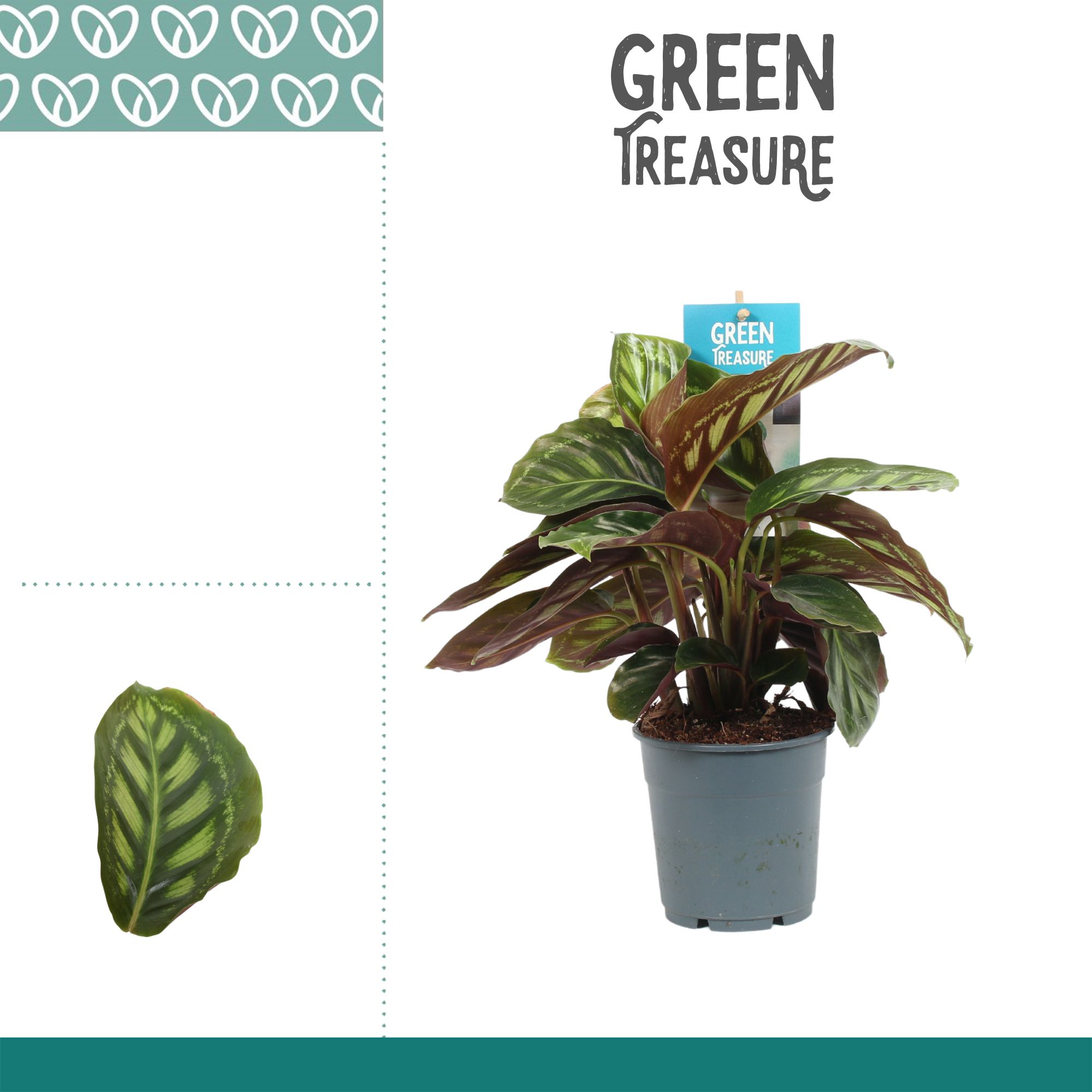 Calathea Moonlight, D 12