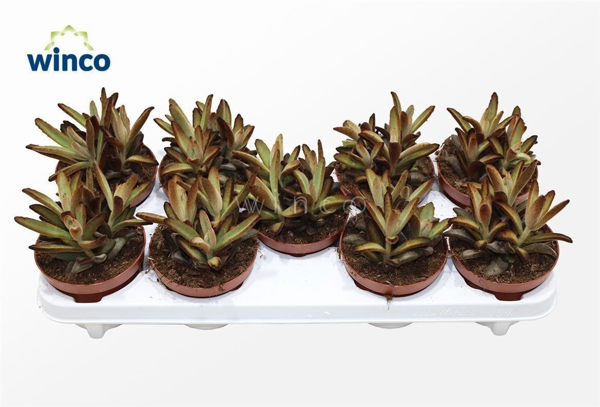 Kalanchoe Chocolate Soldier, D 12