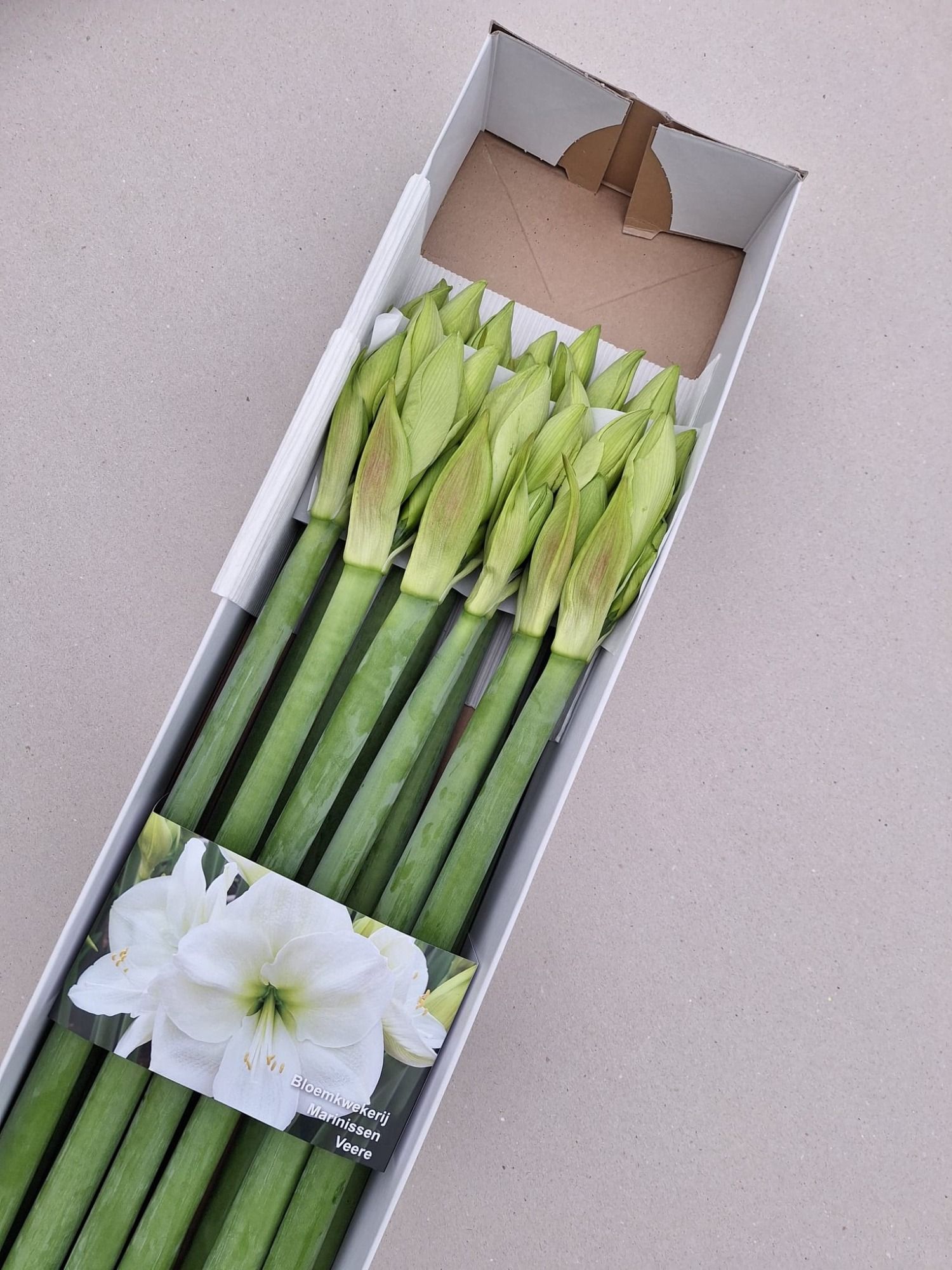 Амарилис Албарино (бел.) x12, шт.