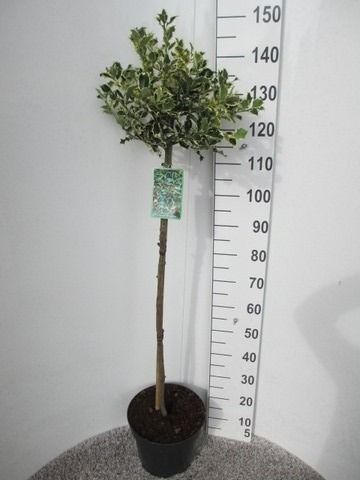 Ilex aquifolium Argentea Marginata 80st. P28, D 28