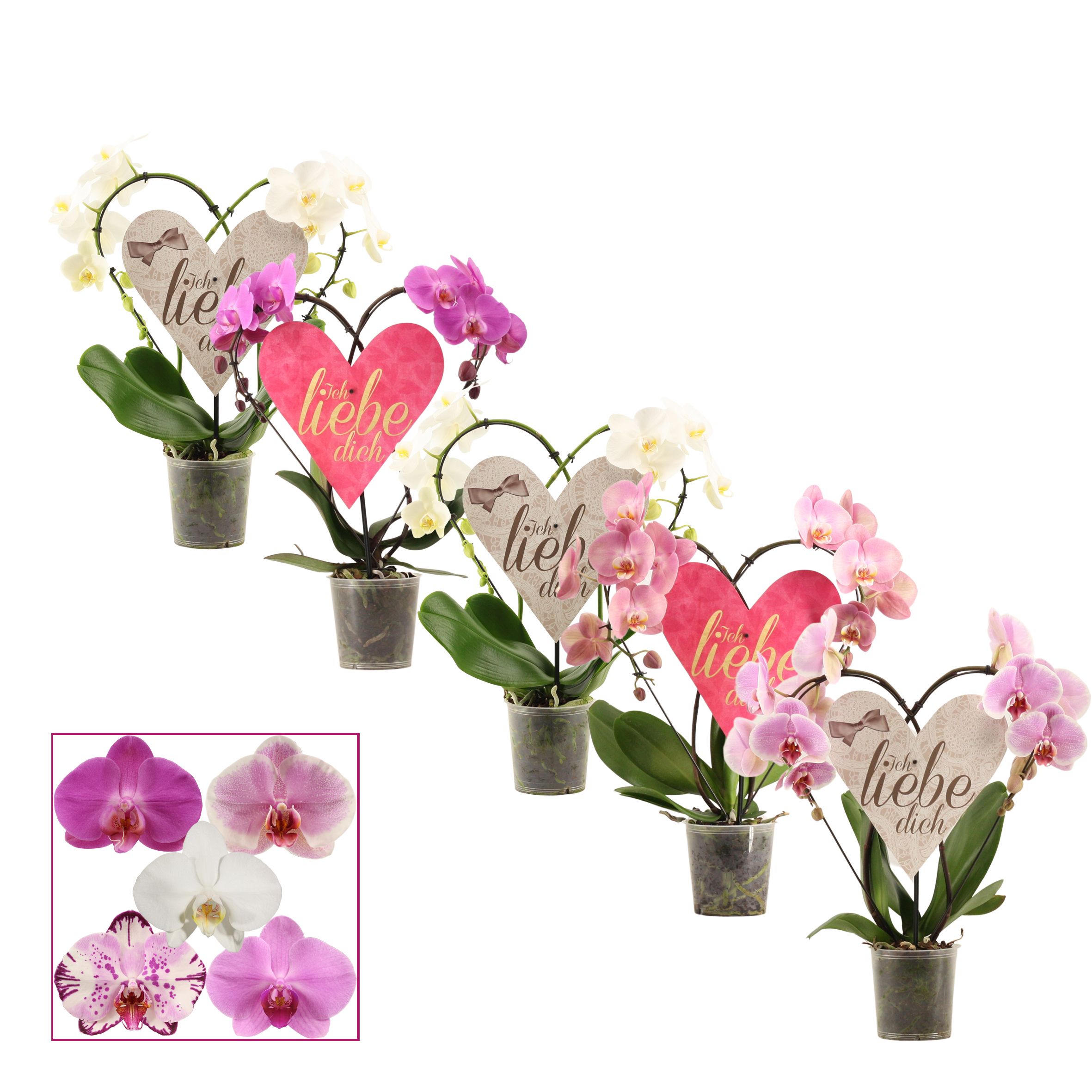 Phalaenopsis Heart 2 Heart mix (Duits), D 12