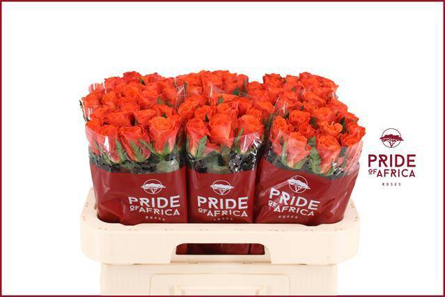 Роза од. Мандарин 60, шт.