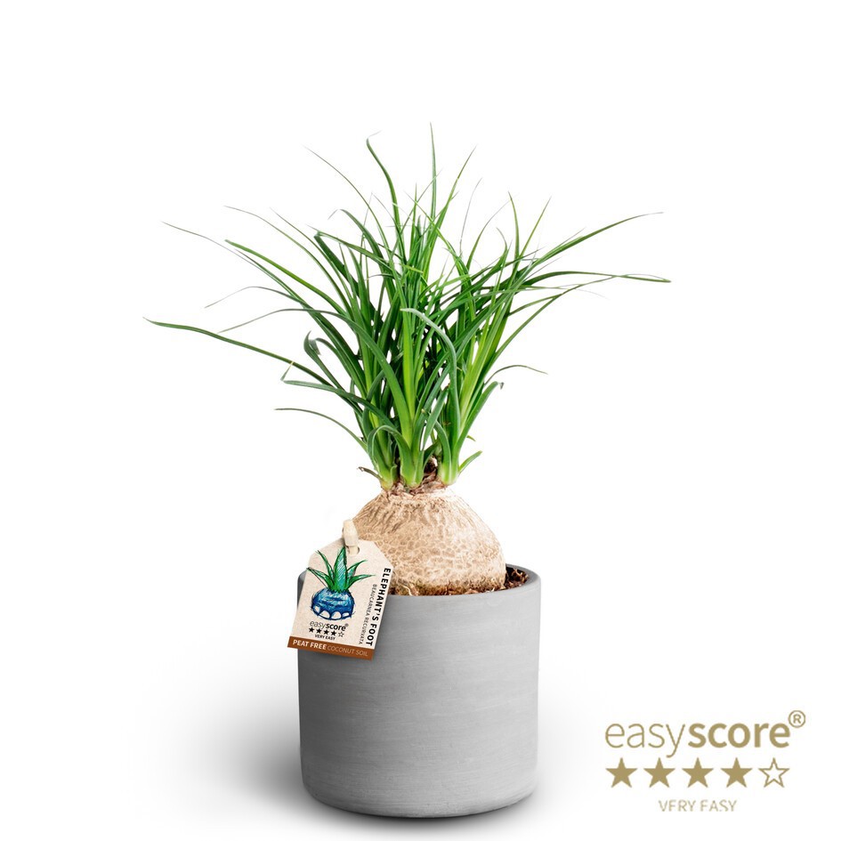 BEAUCARNEA RECURVATA 40903054 Raw Grey Beaucarnea, D 10 cm