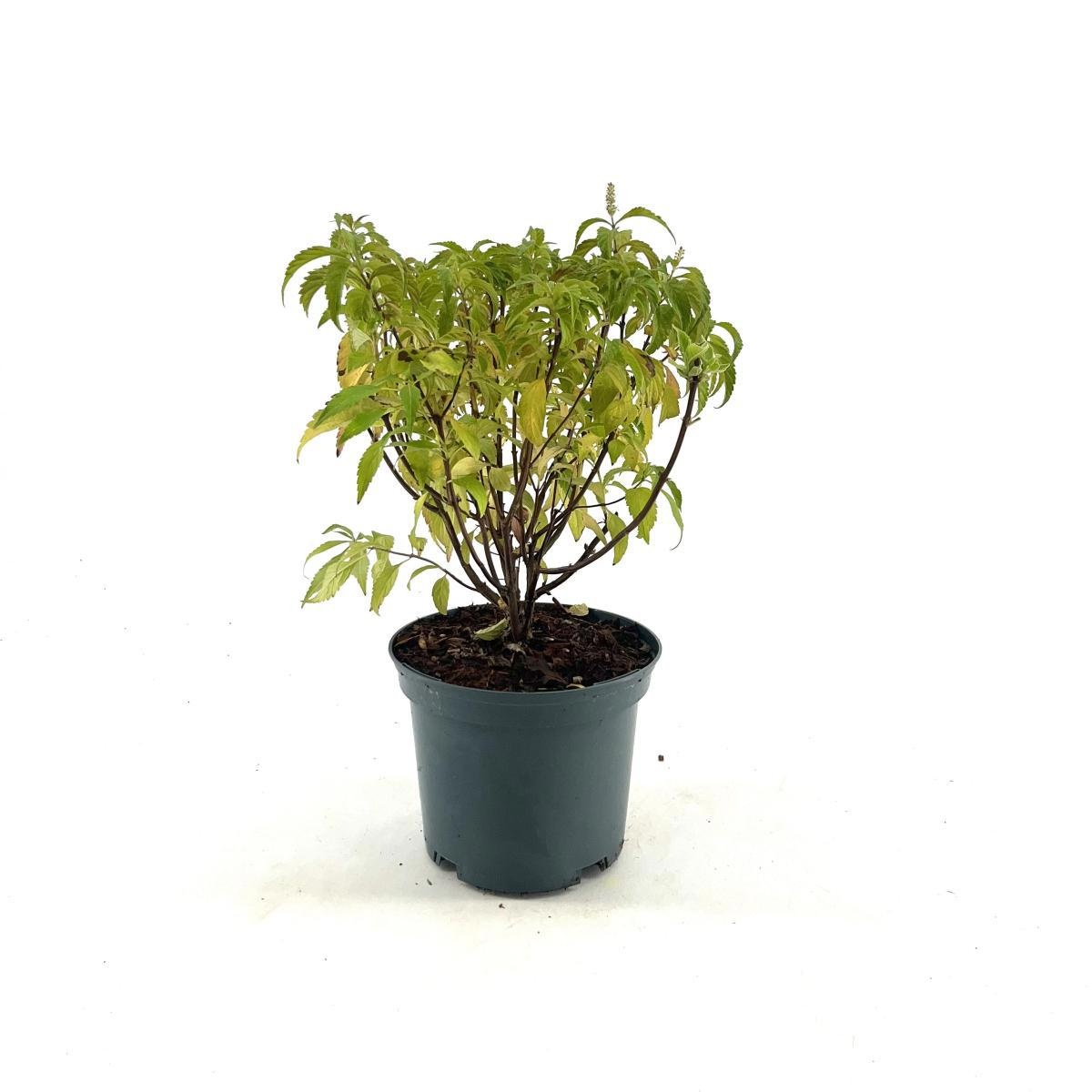 Elsholtzia stauntonii, D 19